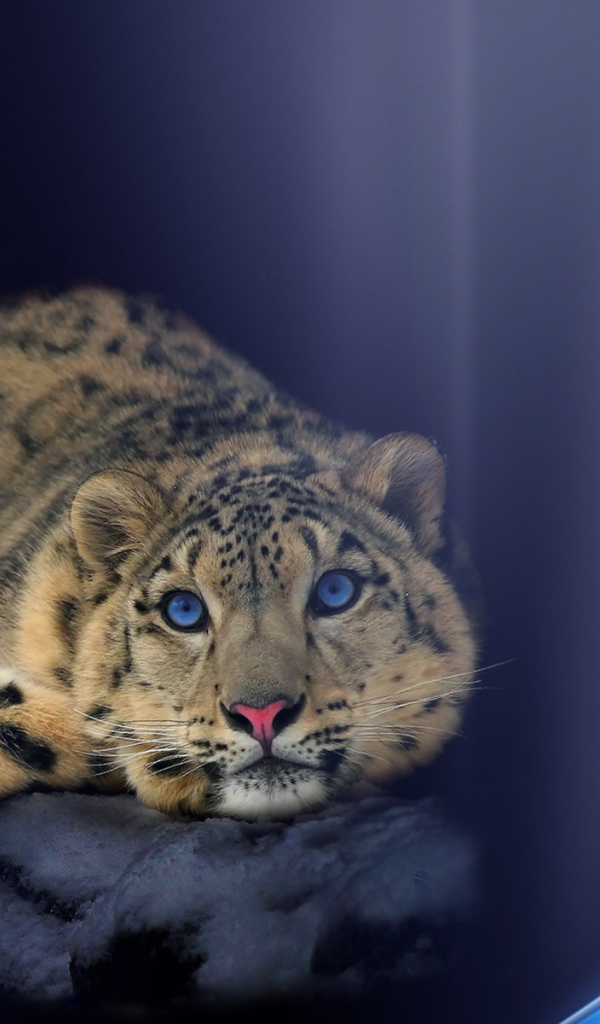 Снежный барс