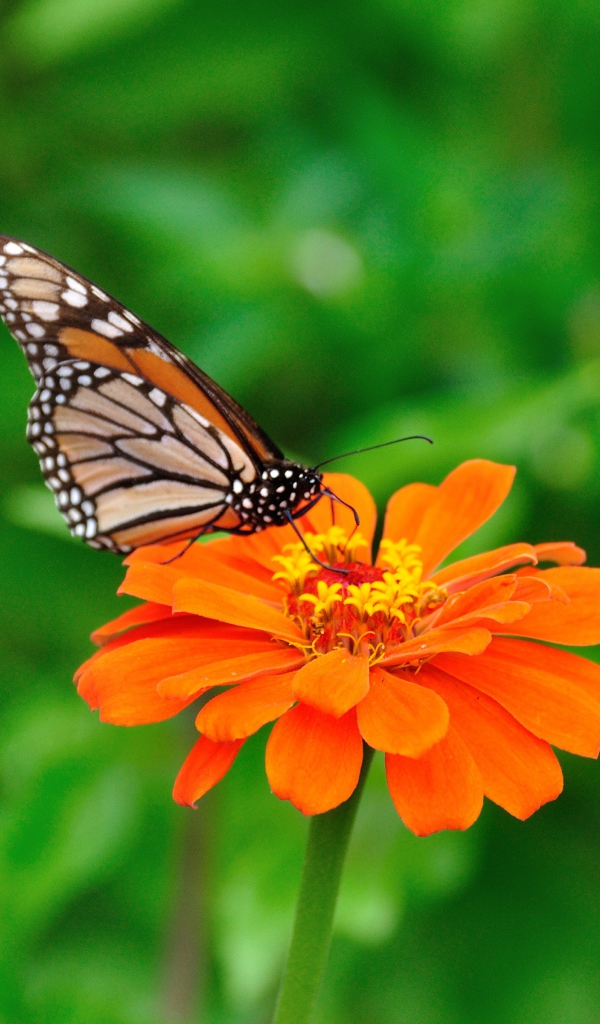 Игра Крикет