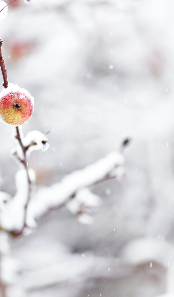 Яблоко и снегопад