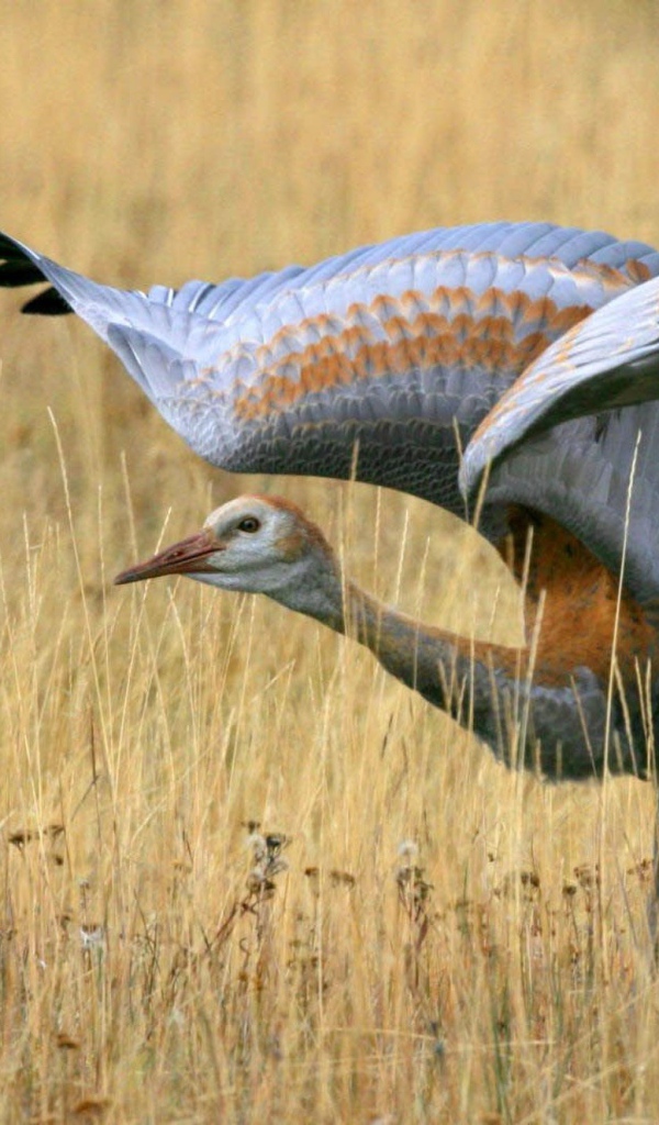 Большая птица в поле