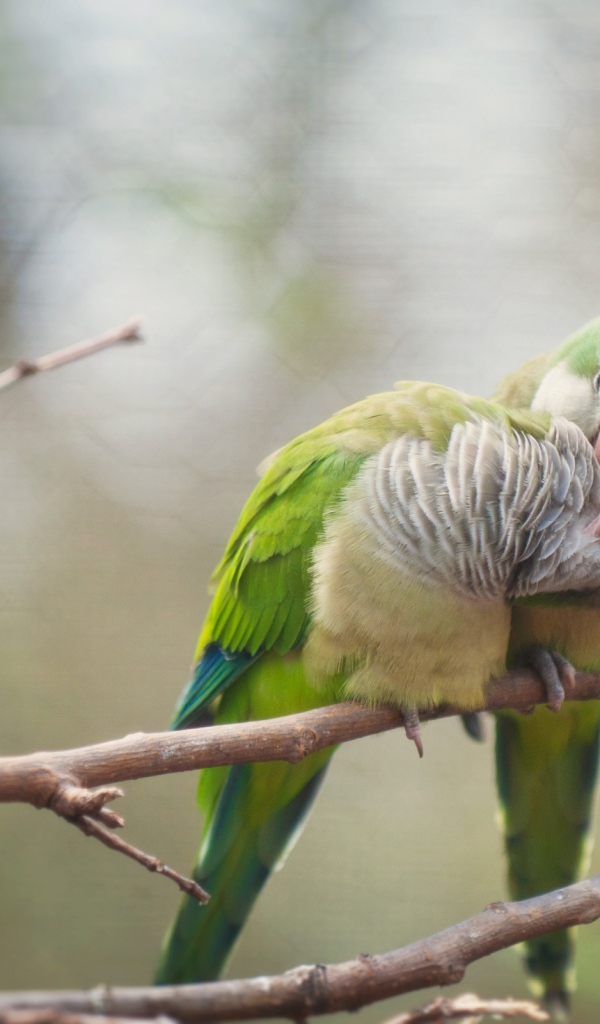 Птичья любовь