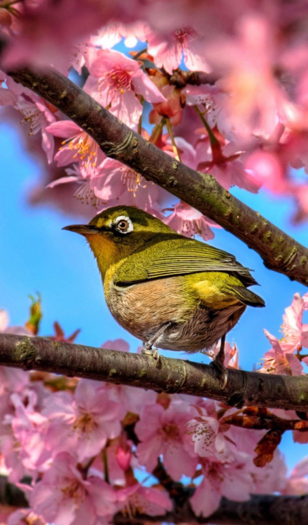 Птичка в сакуре