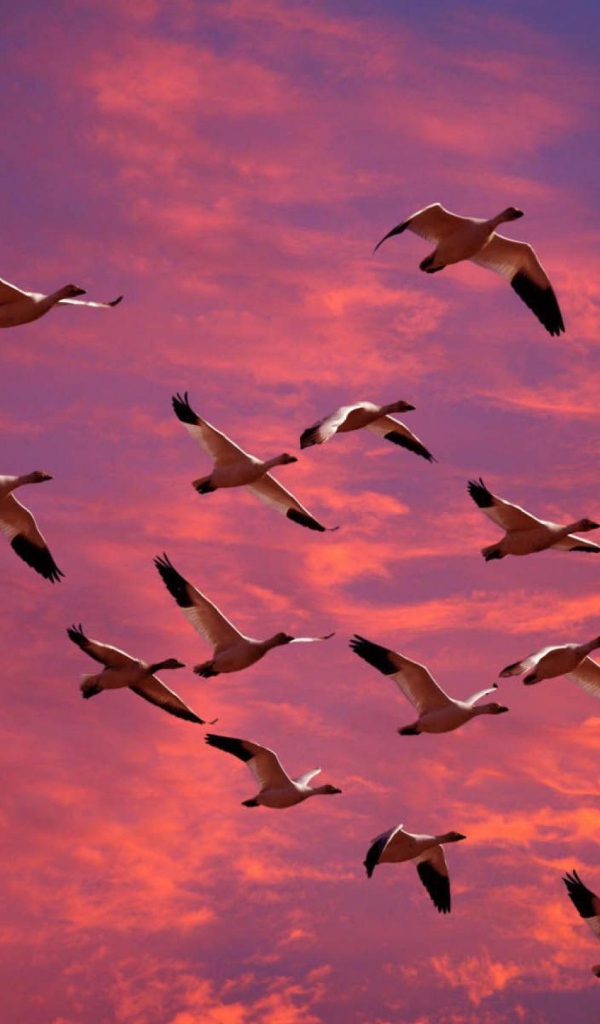 Птицы летят в теплые края