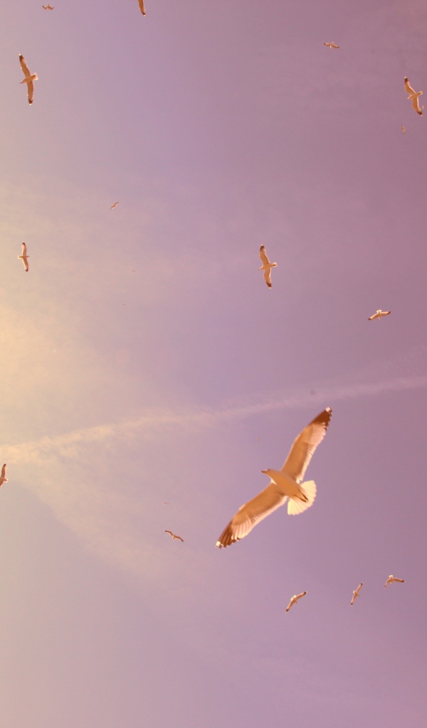 Птицы в полете