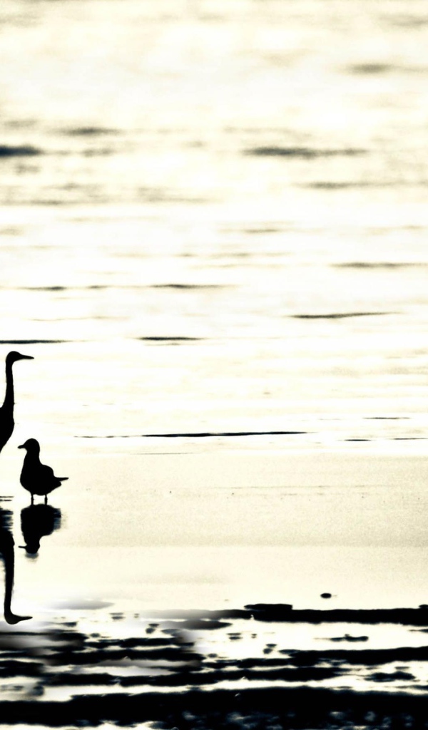 Птицы на пляже