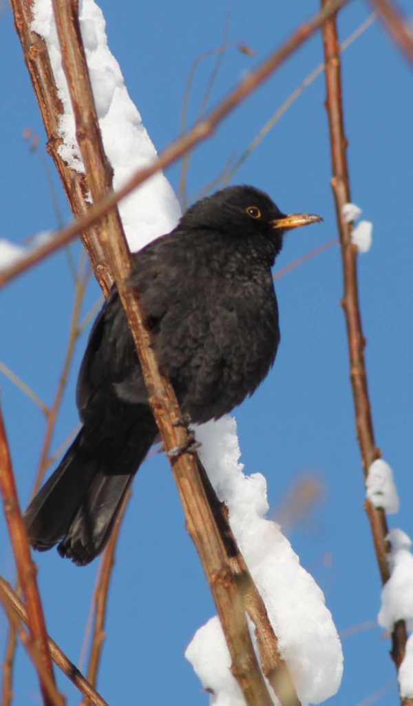 Черная птичка
