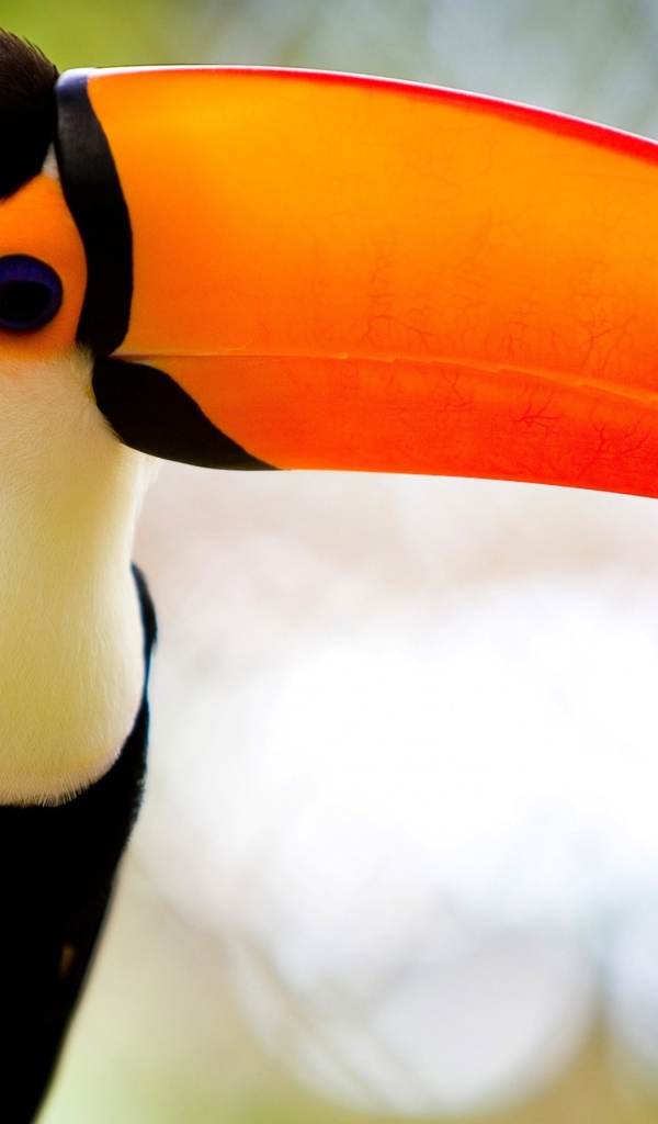 Карибский тукан