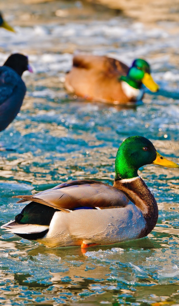 Утки в ледяной воде