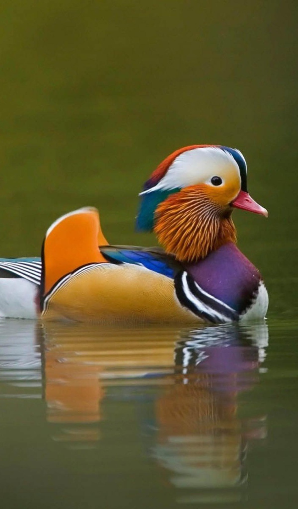 Утка мандаринка