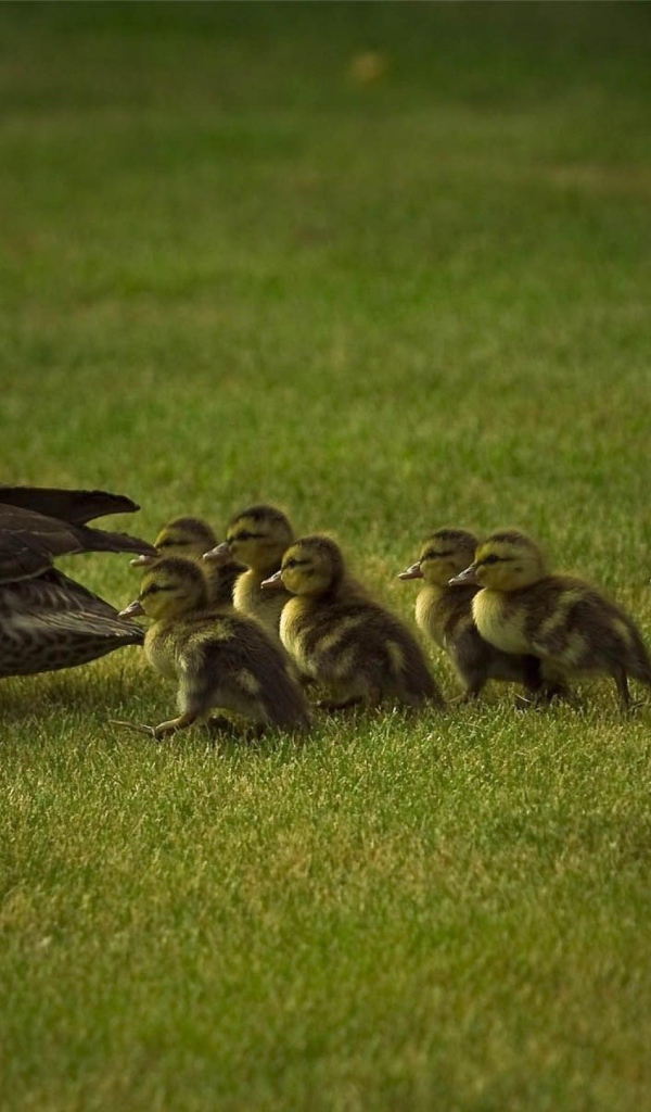 Мама утка и утята