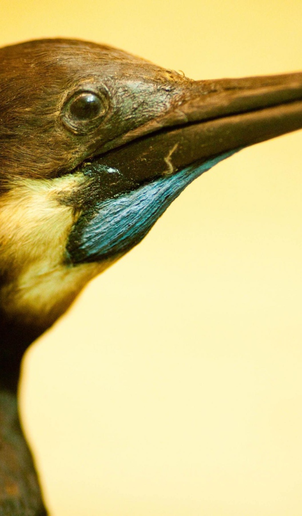 Смешная птица