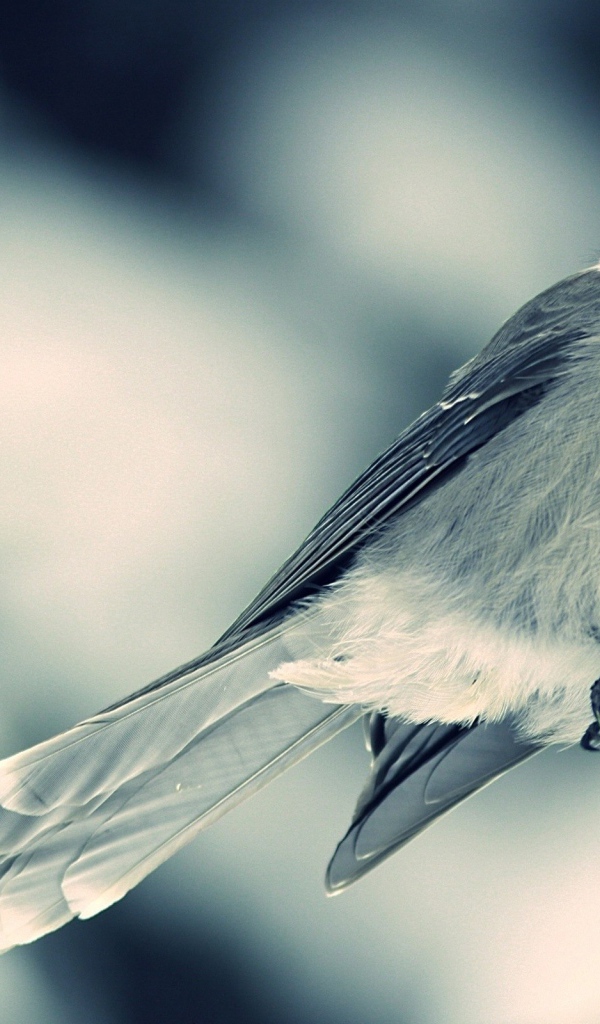 Маленькая белая птица