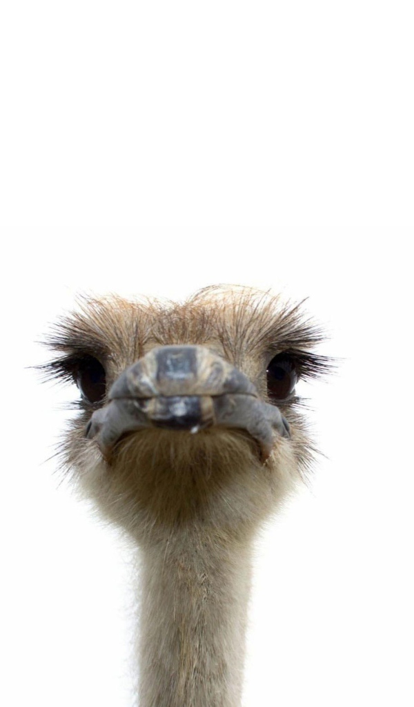 Три страуса