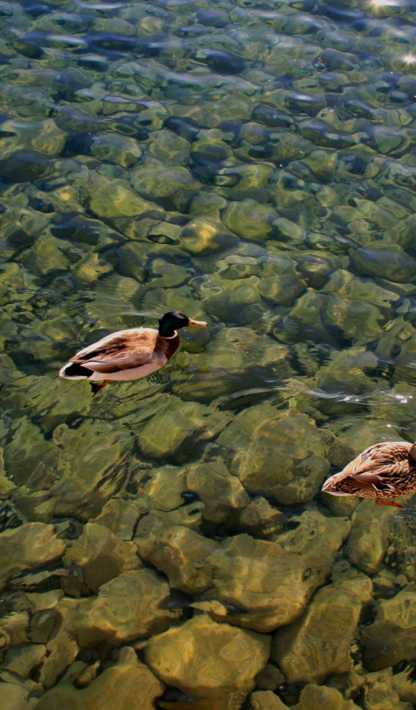 Дикие утки на воде