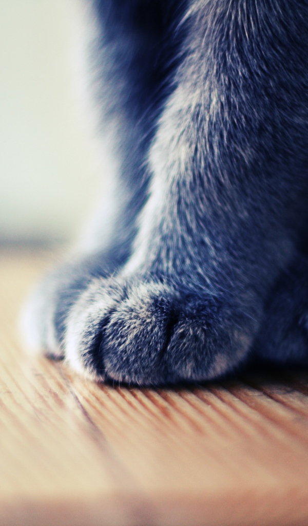 Серенькие лапки