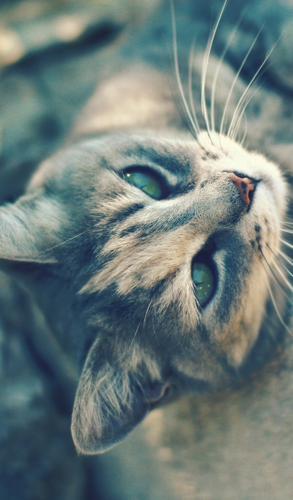 Игривый котенок на камнях