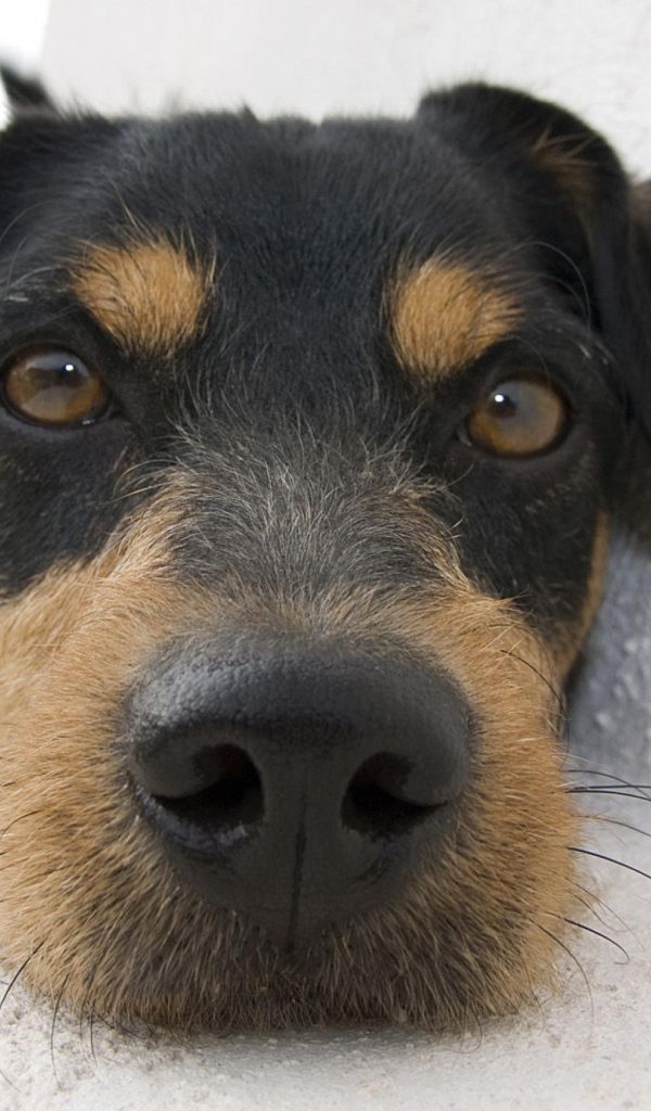 Веселая собачка