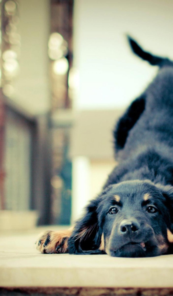 Игривая собака