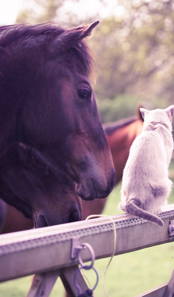 Лошадь и кошка
