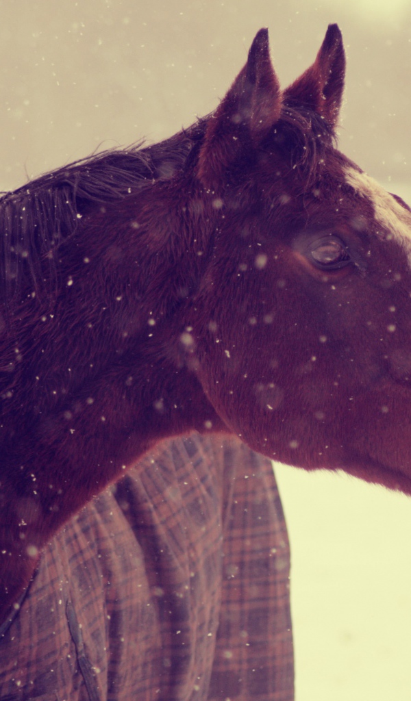 Лошадь зимой