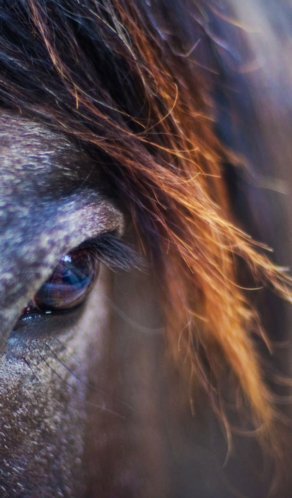 Лошадиный взгляд