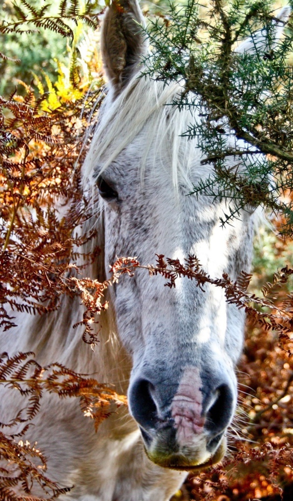 Дикая лошадь