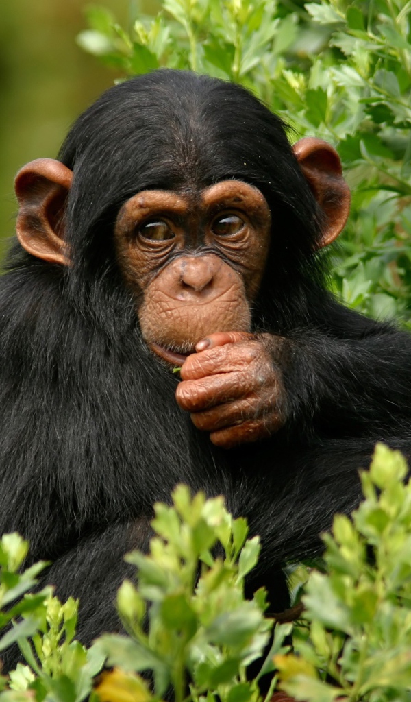Шимпанзе в лесу