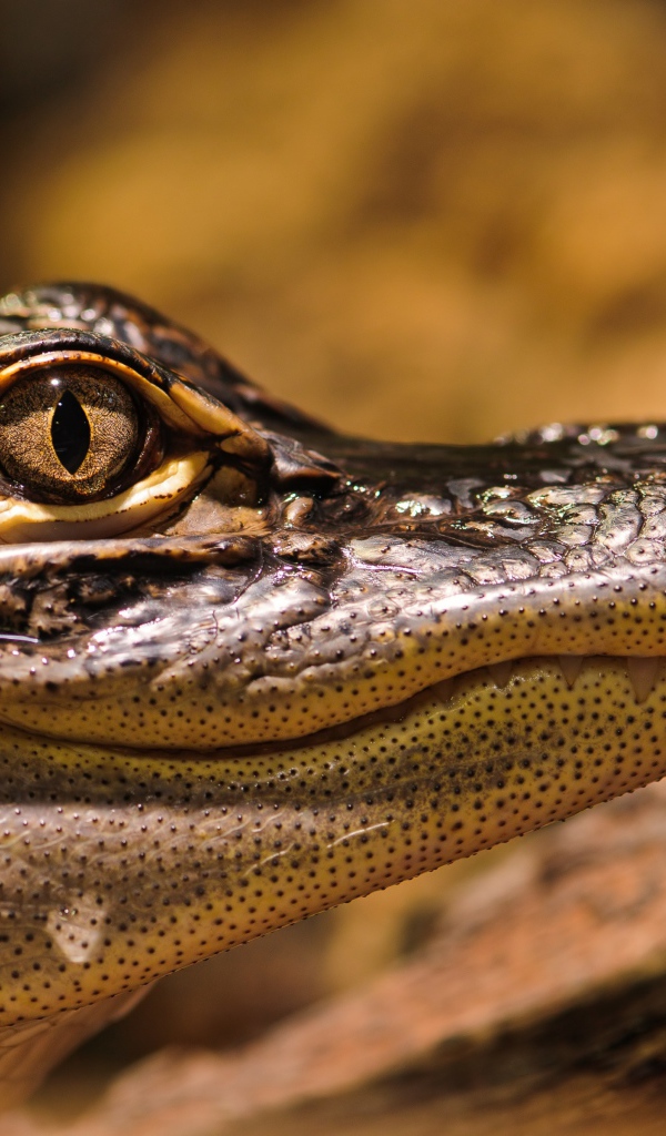 Американский аллигатор