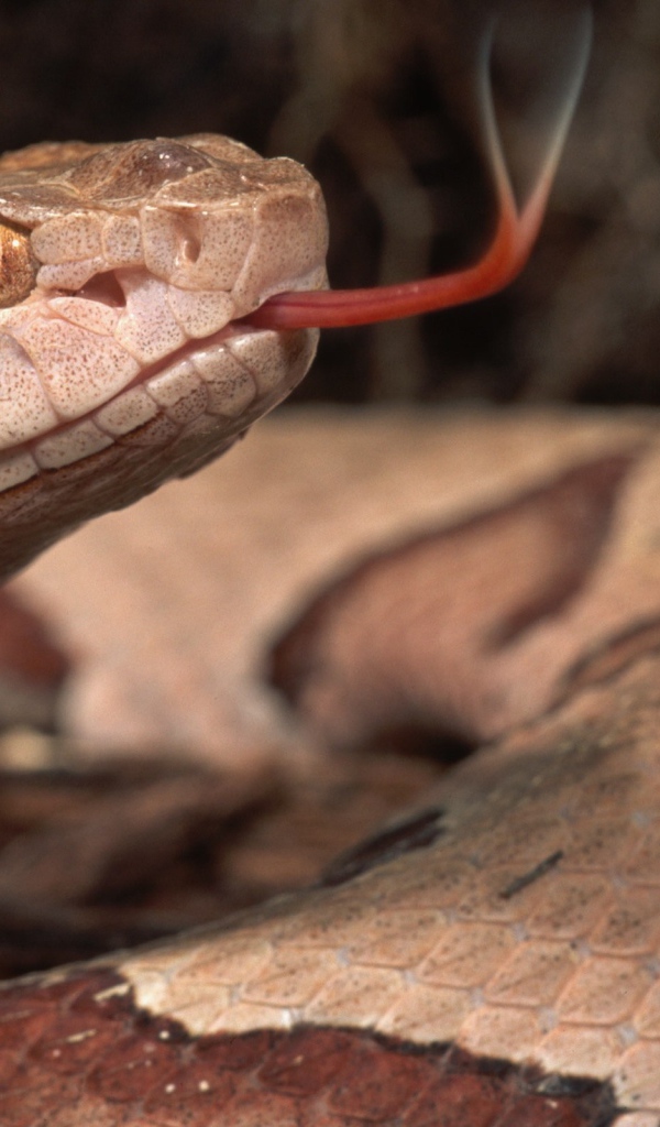 Коричневая змея