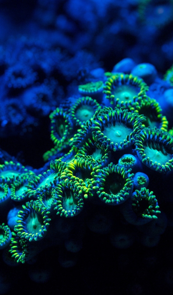 Голубые кораллы