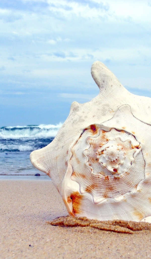 Ракушка на пляже