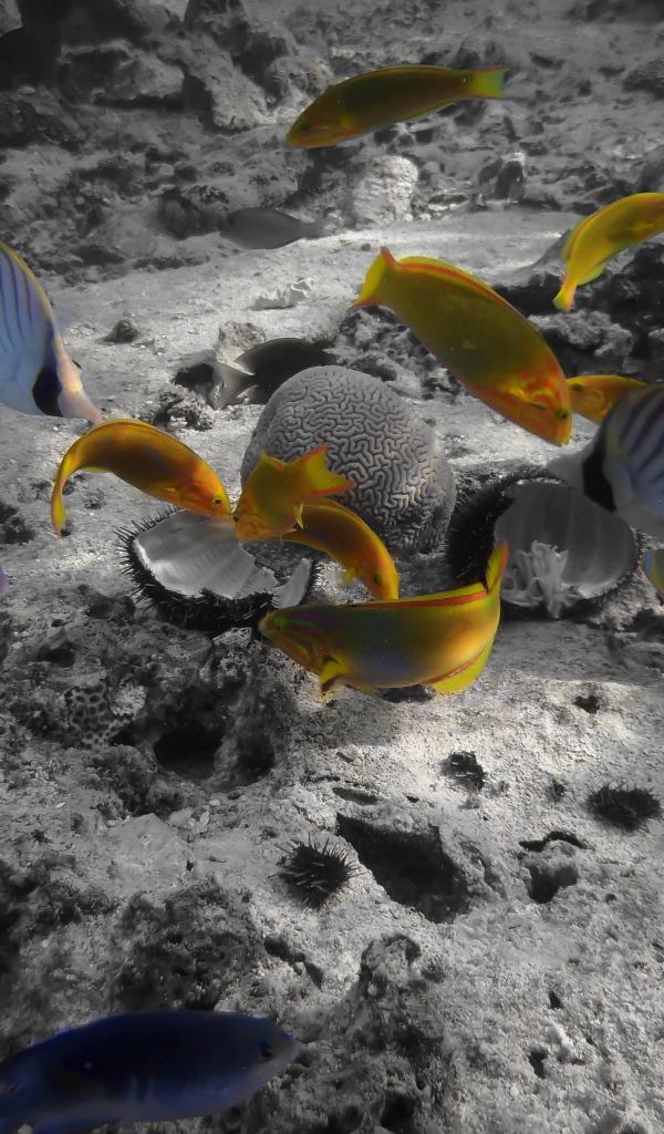 Раротонга под водой