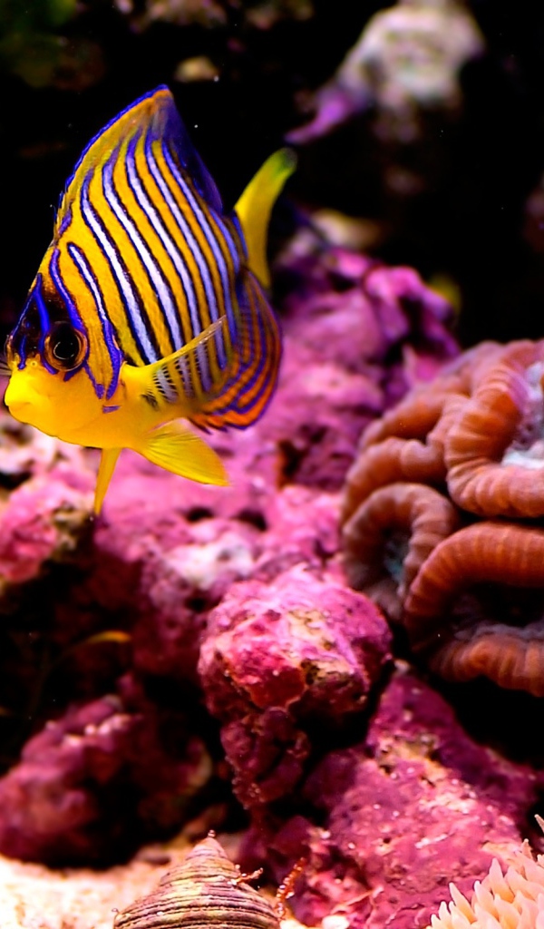 Полосатая рыбка