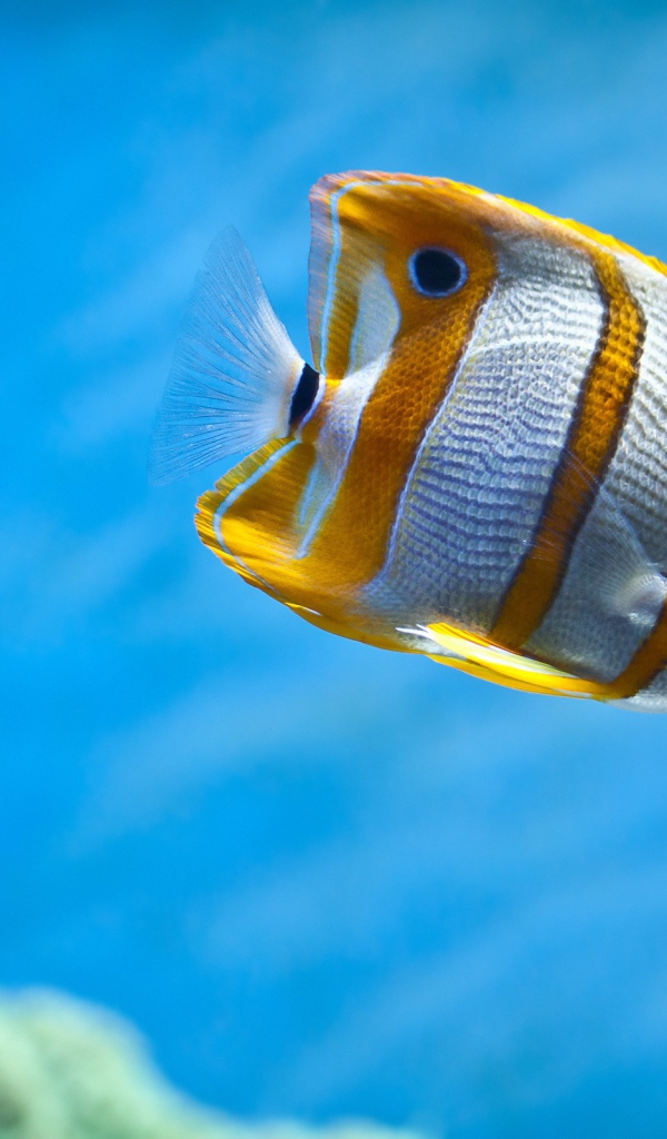 Тропическая рыбка