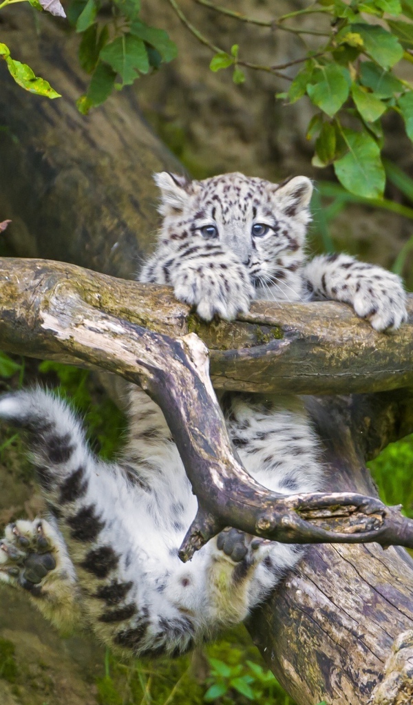 Маленький леопард в игре