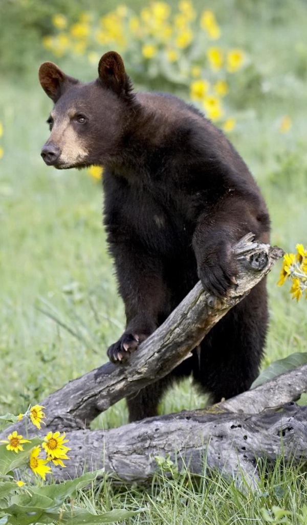 Медведь среди цветов
