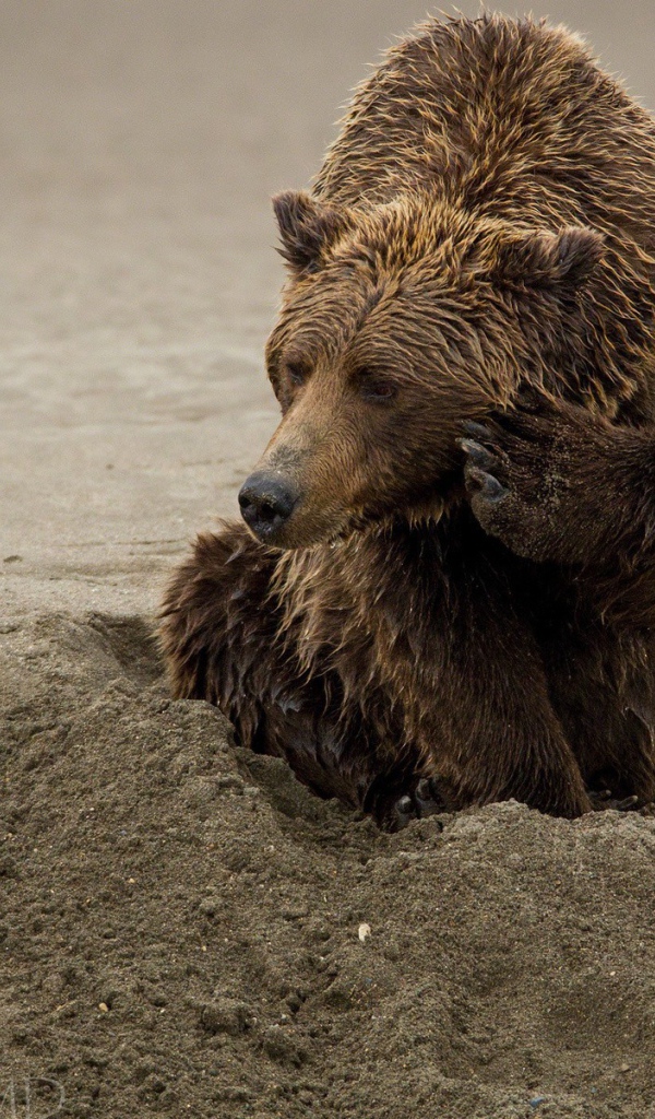 Медведь закапывается в песок