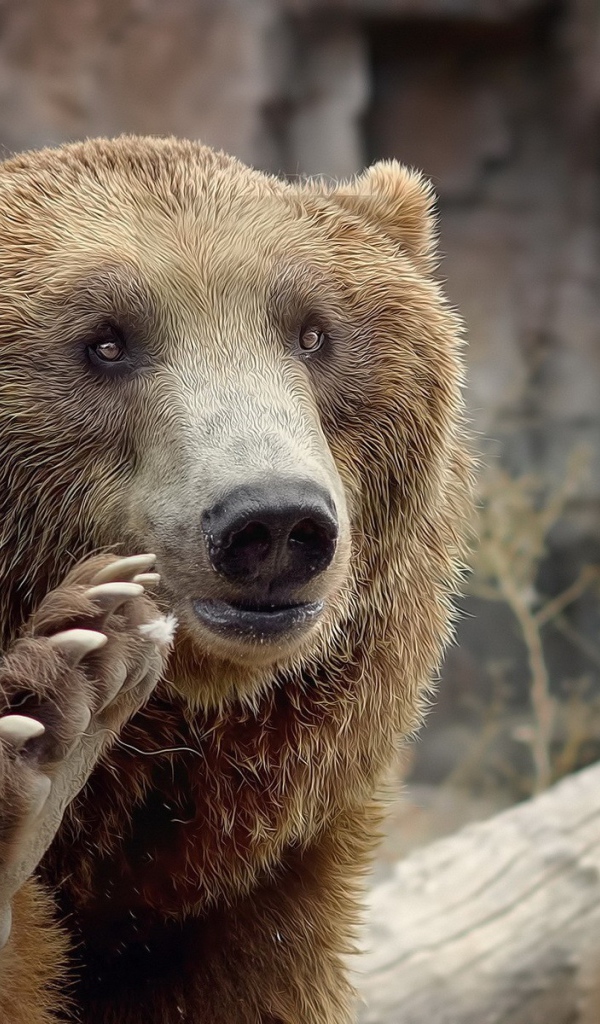 Медведь машет лапой