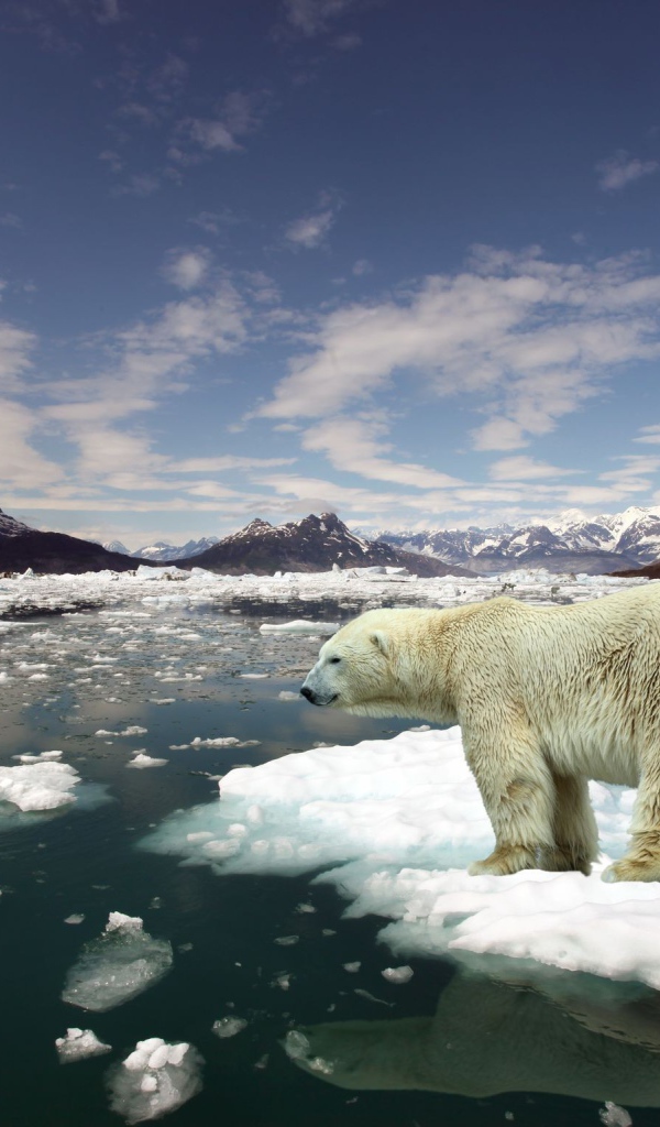 Белый медведь стоит на льдине