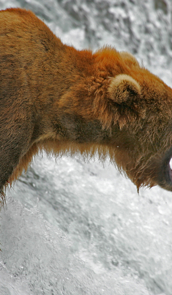 Медведь ловит рыбу лосося