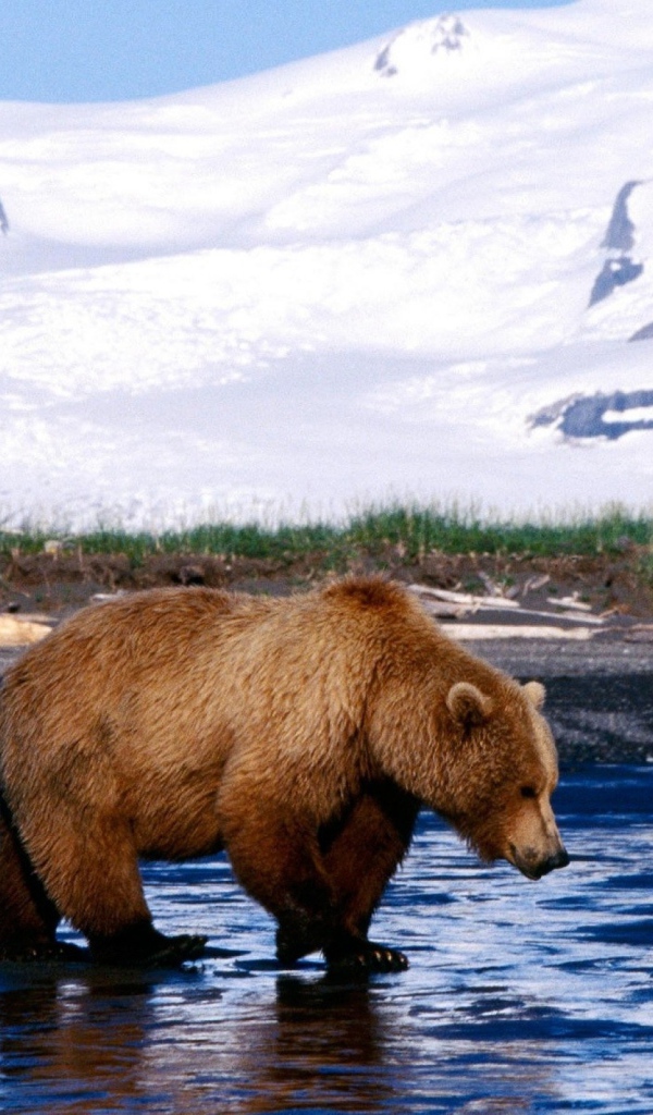 Медведь на льду