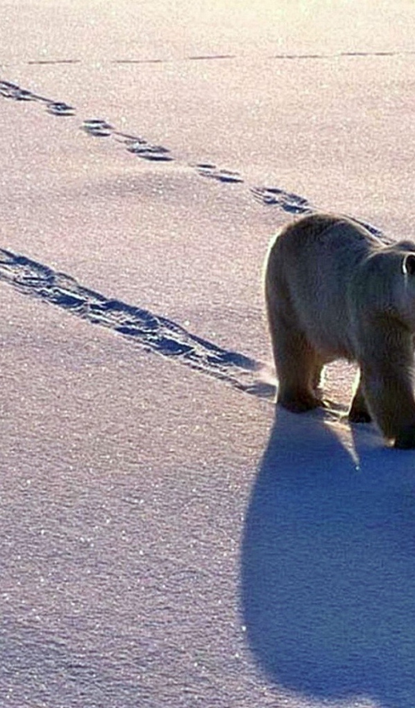 Полярные медведь с медвежонком