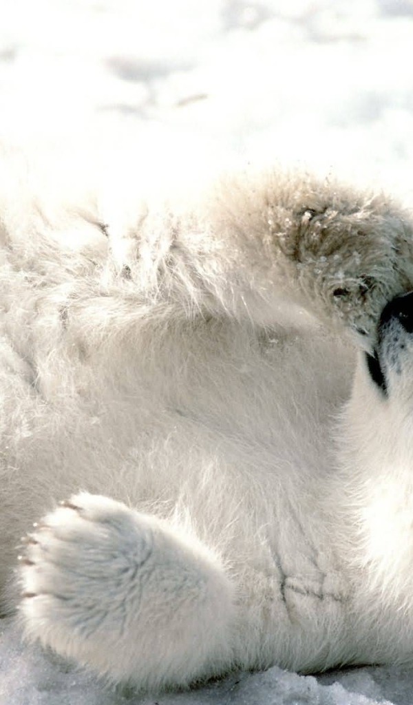 Белый медвежонок сосет лапу