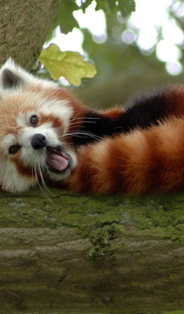 Животное бамбо