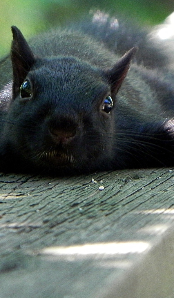 Черная белка