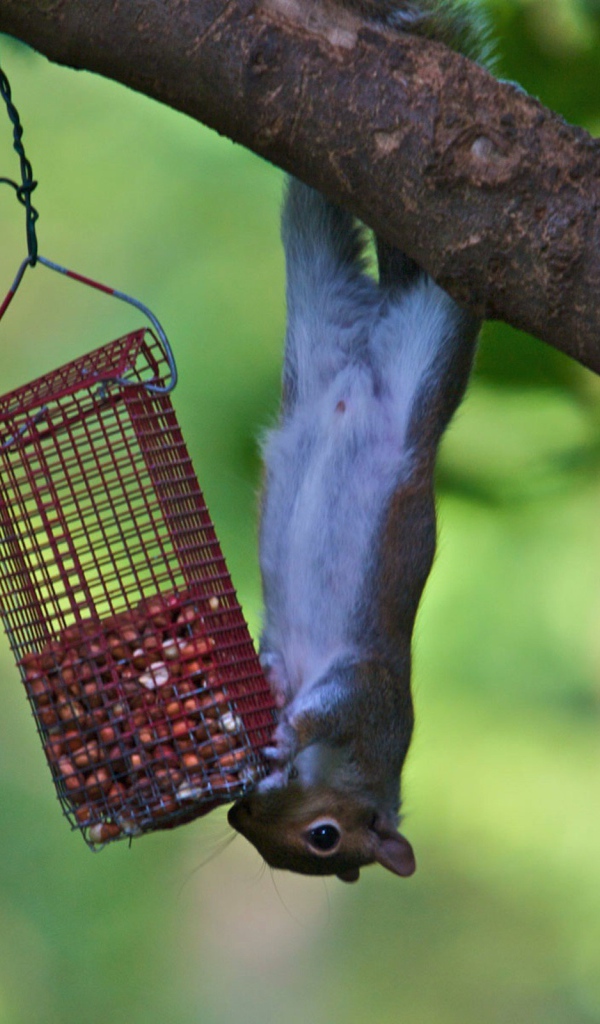 Белка и кормушка