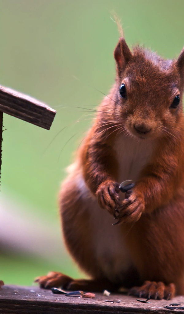 Белка у кормушки