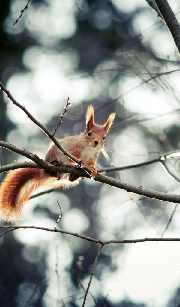 Белка в осеннем лесу
