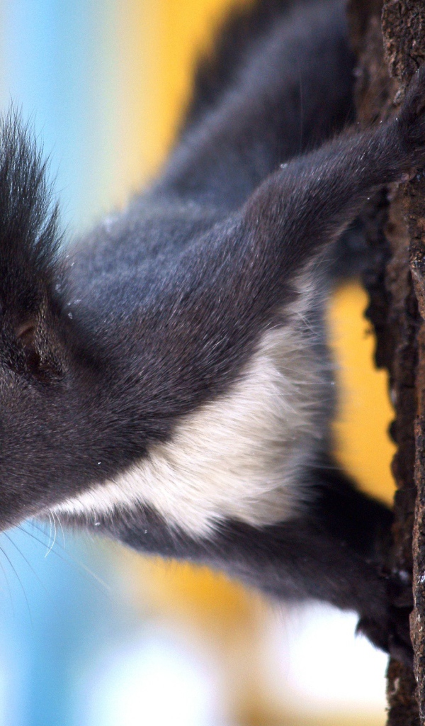 Белка в зимнем лесу