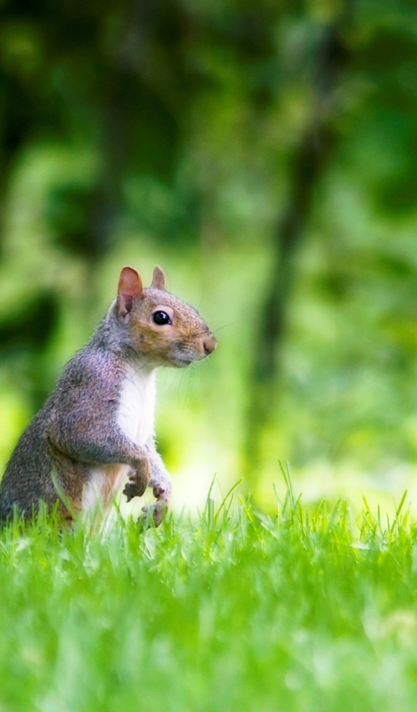 Белка в лесу